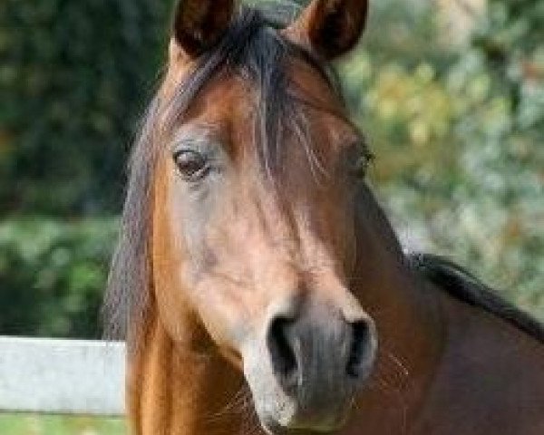 broodmare LM Sadunga ox (Arabian purebred, 1993, from El Perfecto ox)
