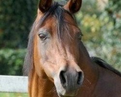 broodmare LM Sadunga ox (Arabian purebred, 1993, from El Perfecto ox)