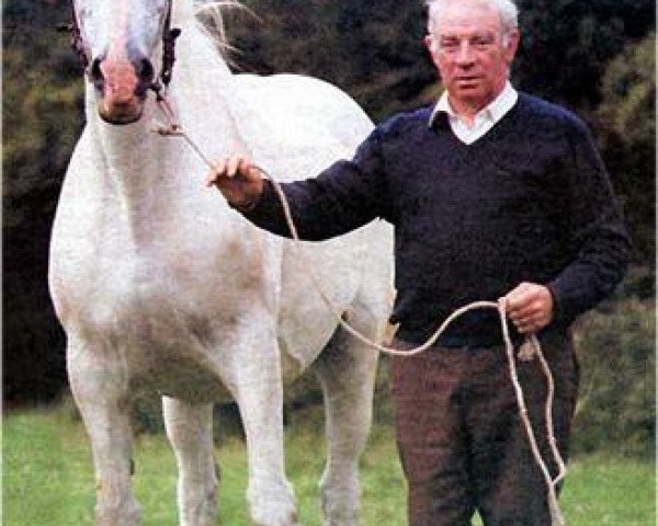 broodmare Boston Burglar (Irish Draft Horse, 1964, from Prefairy xx) broodmare Boston Burglar (Irish Draft Horse, 1964, from Prefairy xx)