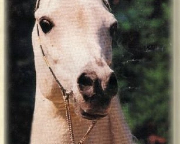 stallion Assad 1984 ox (Arabian purebred, 1984, from Ansata Halim Shah ox)