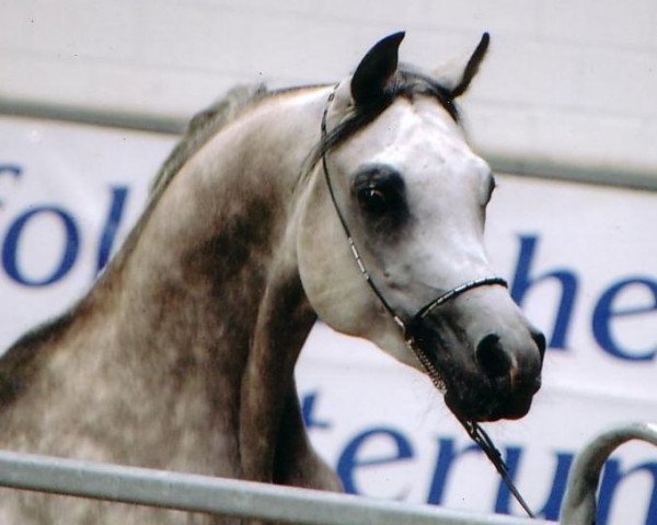 stallion Ashur ox (Arabian purebred, 2001, from Assad 1984 ox) stallion Ashur ox (Arabian purebred, 2001, from Assad 1984 ox)
