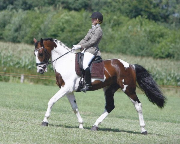 stallion Apollo (German Riding Pony, 2005, from Samber)