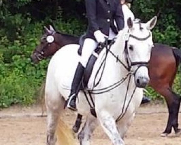 horse Askara 11 (German Warmblood, 2005, from Pino Colado)