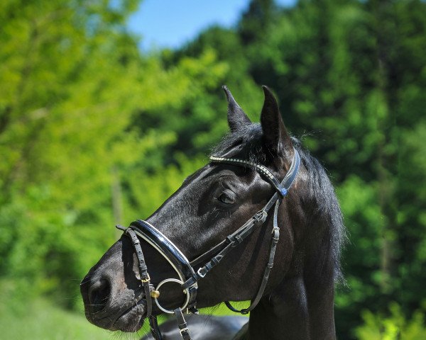 horse Tolaire (Oldenburg, 2017, from Tolegro)