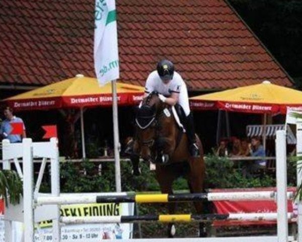 broodmare Cantara (Oldenburg show jumper, 2007, from Canturano I)
