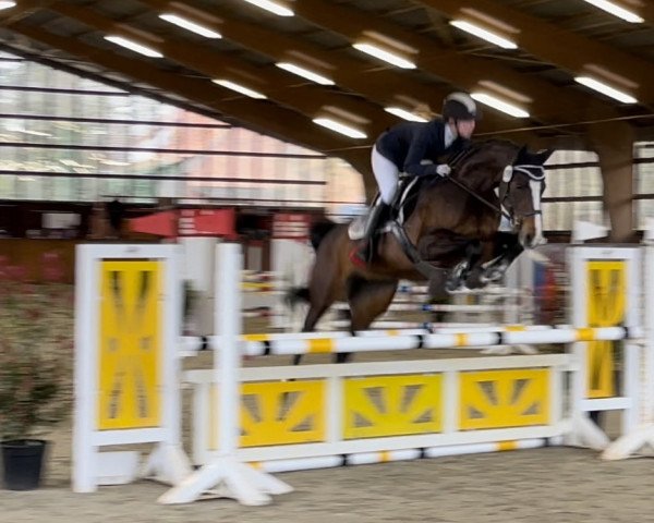 dressage horse Flame of Life (Hanoverian, 2012, from Fabriano)