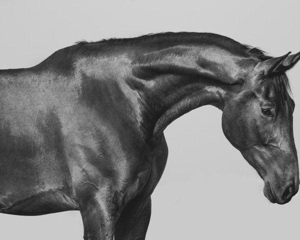 horse Dodge Royal (Oldenburg, 2018, from Destano)