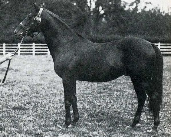 Deckhengst Sans Souci II xx (Englisches Vollblut, 1904, von Le Roi Soleil xx)