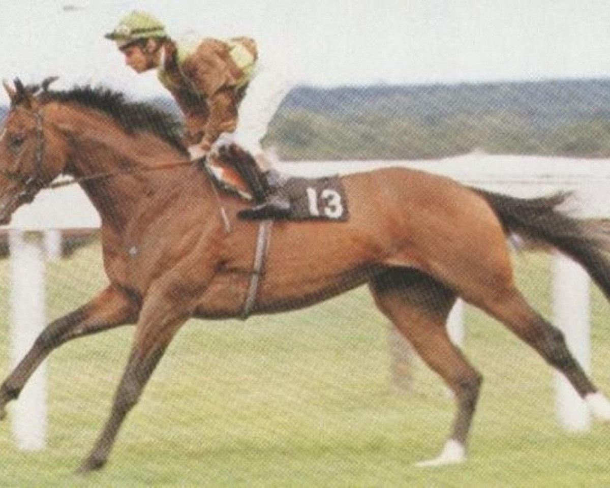 Deckhengst Petoski xx (Englisches Vollblut, 1982, von Niniski xx)