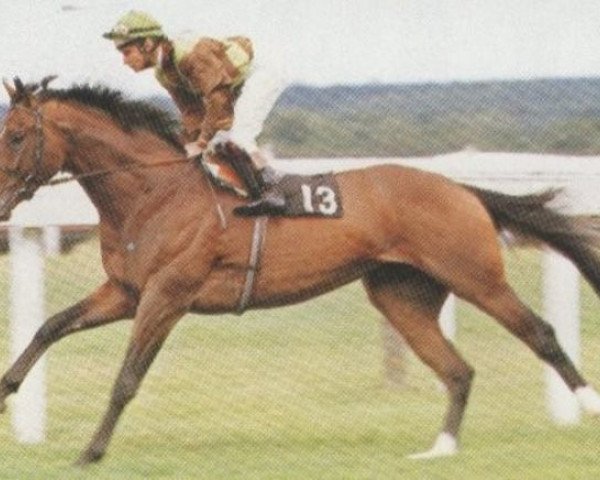 stallion Petoski xx (Thoroughbred, 1982, from Niniski xx)