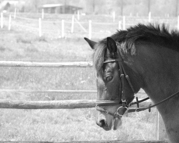 jumper Jane's Noah (New Forest Pony, 2003, from Lorenzo)