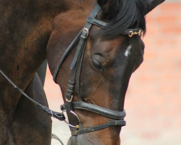 dressage horse Mondego 18 (Westphalian, 1997, from Mon Chèri)
