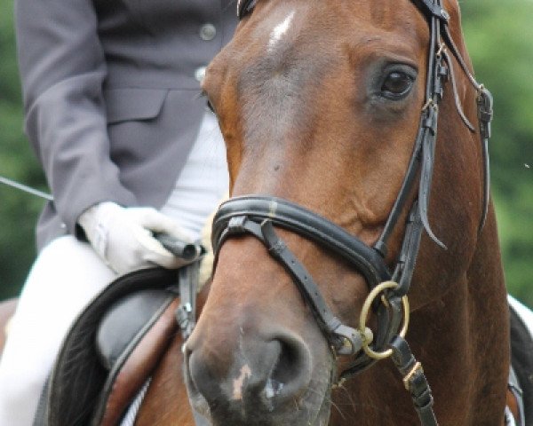 Springpferd Cadeau de Coeur 2 (Deutsches Reitpferd, 2001, von Consens)