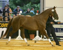 broodmare Poesie (Brandenburg, 1992, from Brentano II)