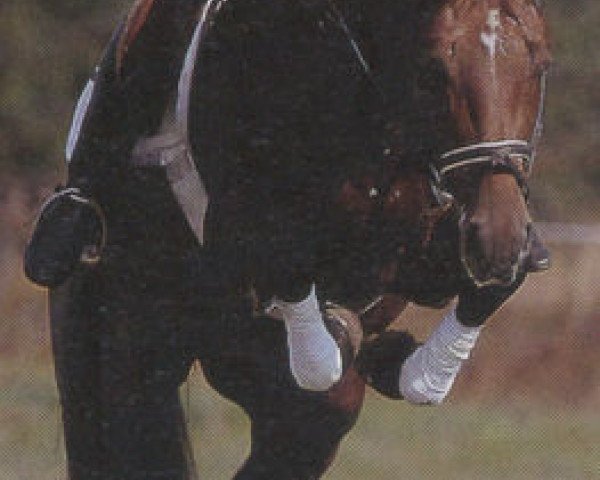horse Le Comte (Hessian Warmblood, 1985, from Leander) horse Le Comte (Hessian Warmblood, 1985, from Leander)