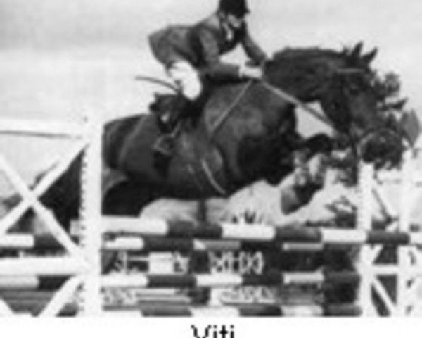Zuchtstute Viti (FR) (Französischer Traber, 1965, von Nystag (FR)) Zuchtstute Viti (FR) (Französischer Traber, 1965, von Nystag (FR))