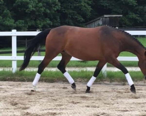 broodmare Marleen (German Sport Horse, 2014, from San Amour I)