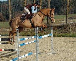 jumper Coco 260 (KWPN (Royal Dutch Sporthorse), 2007, from Nabab de Rêve)