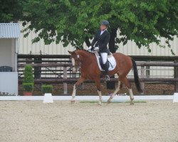 jumper Bibi Blocksberg 14 (Oldenburg show jumper, 2010, from Baldino 3)