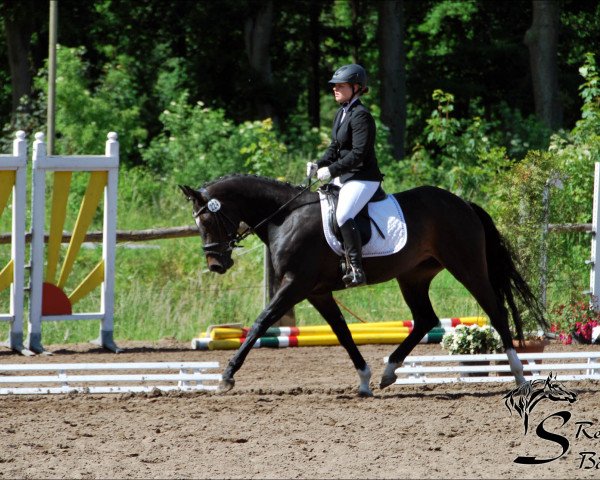 horse Lulani 3 (Rhinelander, 2009, from Henglein's Licosto)
