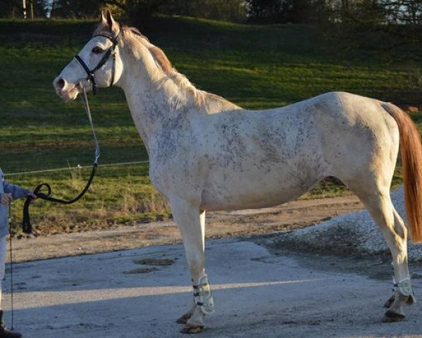 Deckhengst Paint the Cat xx (Englisches Vollblut, 2002, von Airdrie Apache xx)