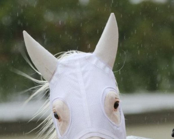 Pferd White Dragon xx (Englisches Vollblut, 2014, von Cowboy Cal xx)