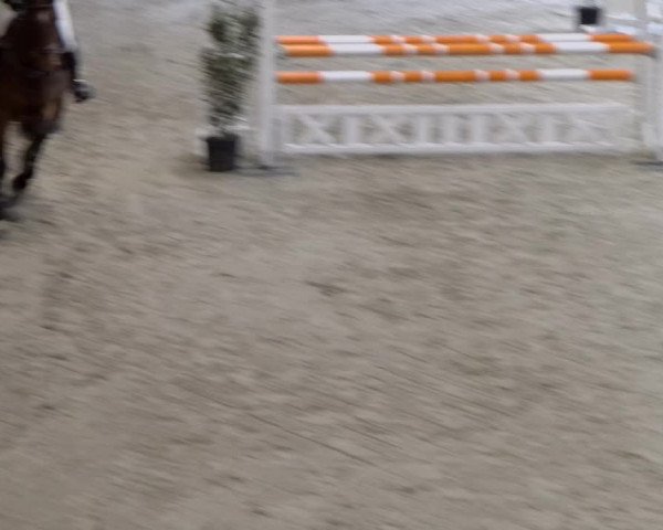 Reitturnier Rüti 2022