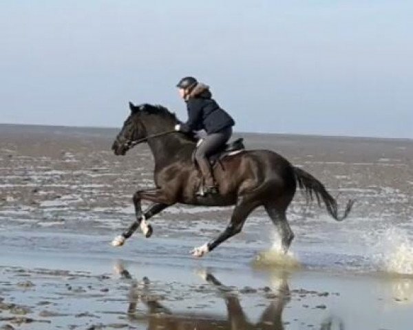 Pferd D´Argostino (Westfale, 2008, von Danone II)