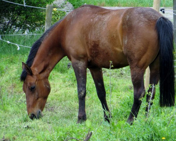 dressage horse Dana (German Riding Pony, 2001)