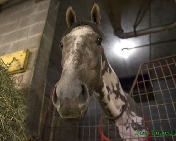 broodmare Fashions Touch xx (Thoroughbred, 2015, from Old Fashioned xx)