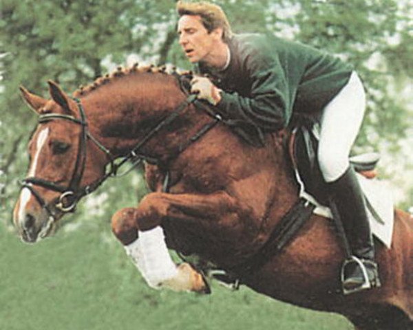 Deckhengst Pay (Westfale, 1992, von Pit I)