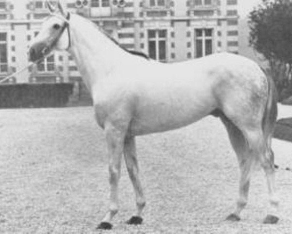 stallion Largny xx (Thoroughbred, 1967, from La Varende xx) stallion Largny xx (Thoroughbred, 1967, from La Varende xx)