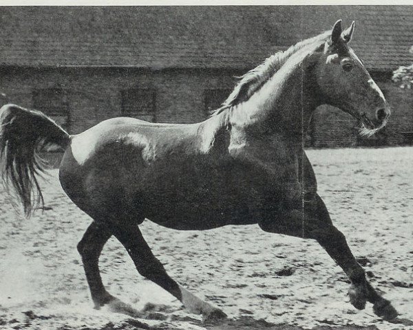 stallion Dominus (Hanoverian, 1944, from Dominant) stallion Dominus (Hanoverian, 1944, from Dominant)