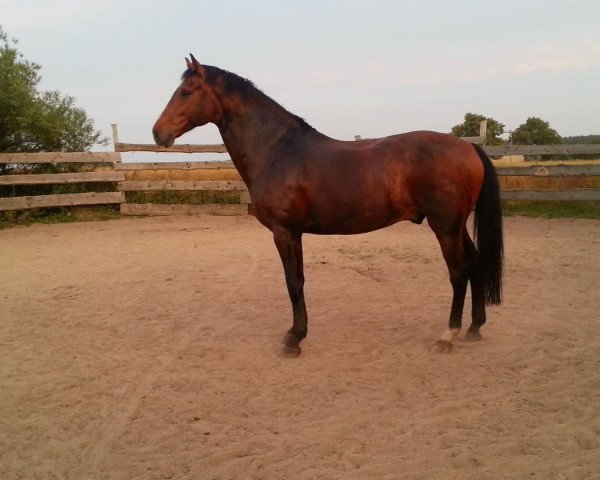 dressage horse Lionking 3 (Holsteiner, 2005, from Lothringer)