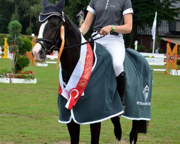 jumper Nandu 44 (German Riding Pony, 2008, from Nabucco R)
