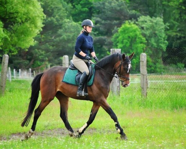 jumper First Choice (Hanoverian, 2009, from Frühlingsbote)