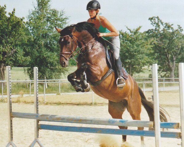 broodmare Knauers Carlotta (German Sport Horse, 2009, from Cento) broodmare Knauers Carlotta (German Sport Horse, 2009, from Cento)