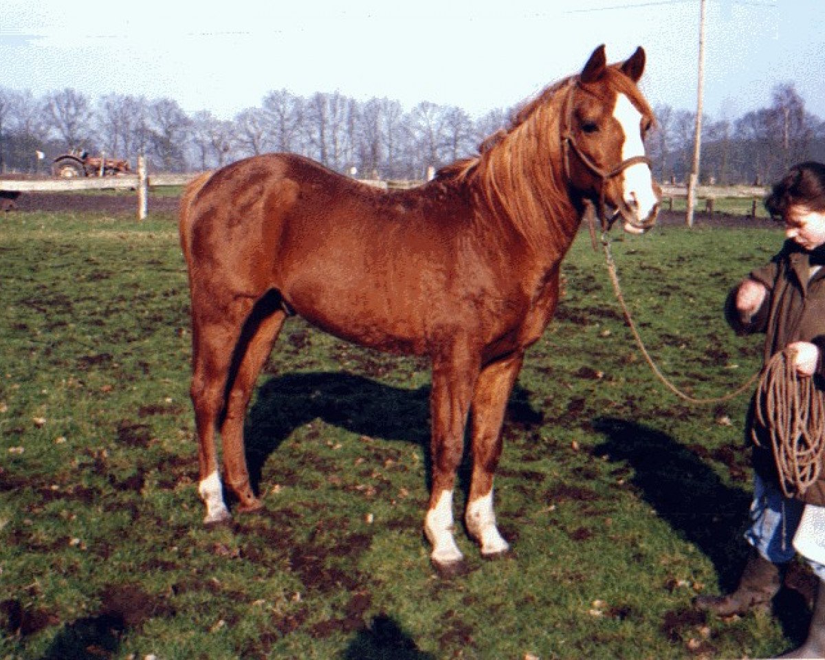 stallion Tassili ox (Arabian purebred, 1972, from Ludrex ox)