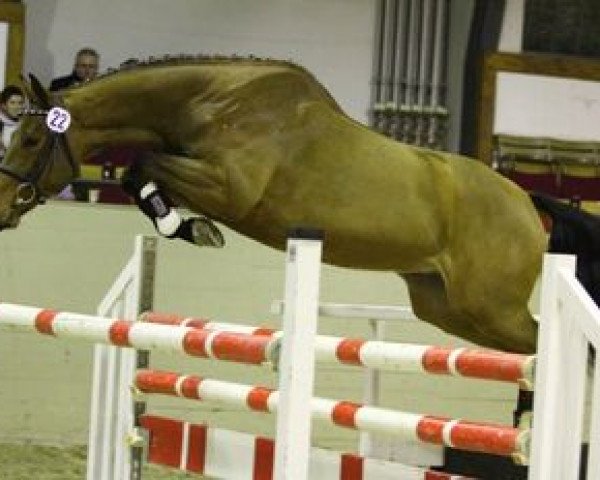 horse Colorimo (German Sport Horse, 2009, from Colorit)
