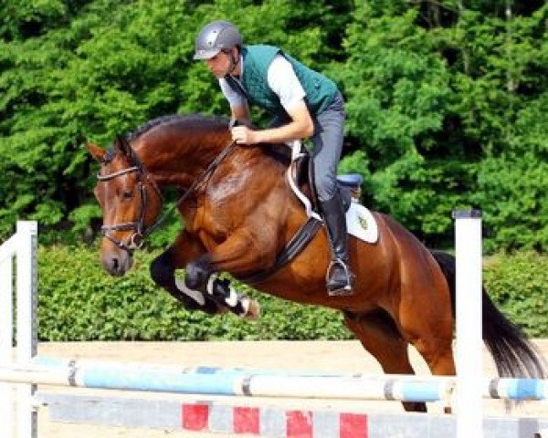 Springpferd Cheetah (Deutsches Sportpferd, 2009, von Contract)