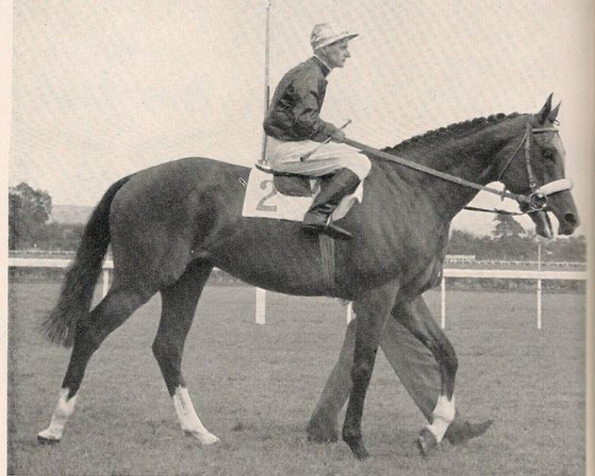 stallion Oliveri xx (Thoroughbred, 1953, from Macherio xx)