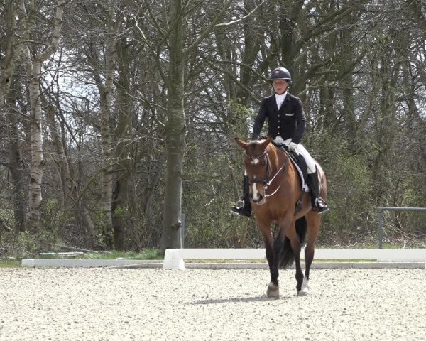 Reitturnier Elmlohe 2022