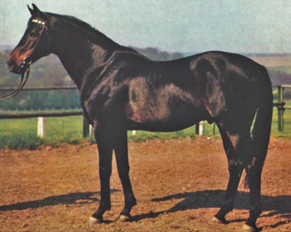 Deckhengst Vargas xx 1329 (Englisches Vollblut, 1967, von Brat xx)