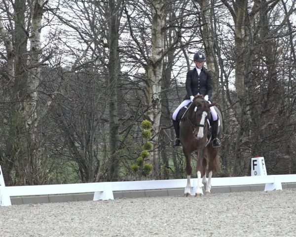 Reitturnier Elmlohe 2022
