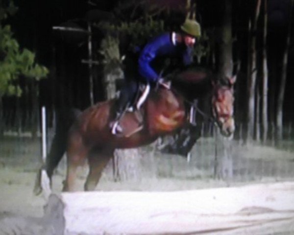 Springpferd Rudolphital's Liptonice (Deutsches Sportpferd, 2009, von Levistano)