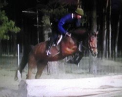jumper Rudolphital's Liptonice (German Sport Horse, 2009, from Levistano)
