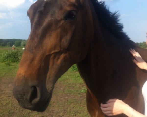 horse Wilma (German Warmblood, 2001, from Chiro)