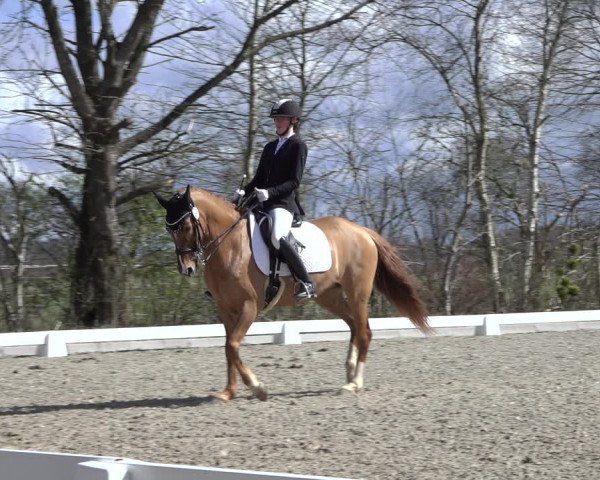 Reitturnier Elmlohe 2022