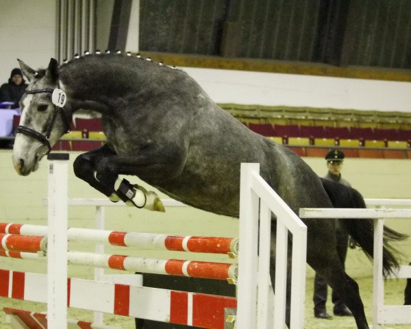 broodmare Donna Levista R (German Warmblood, 2010, from Levistano)