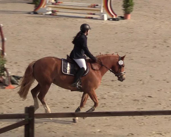 Reitturnier Westergellersen 2022